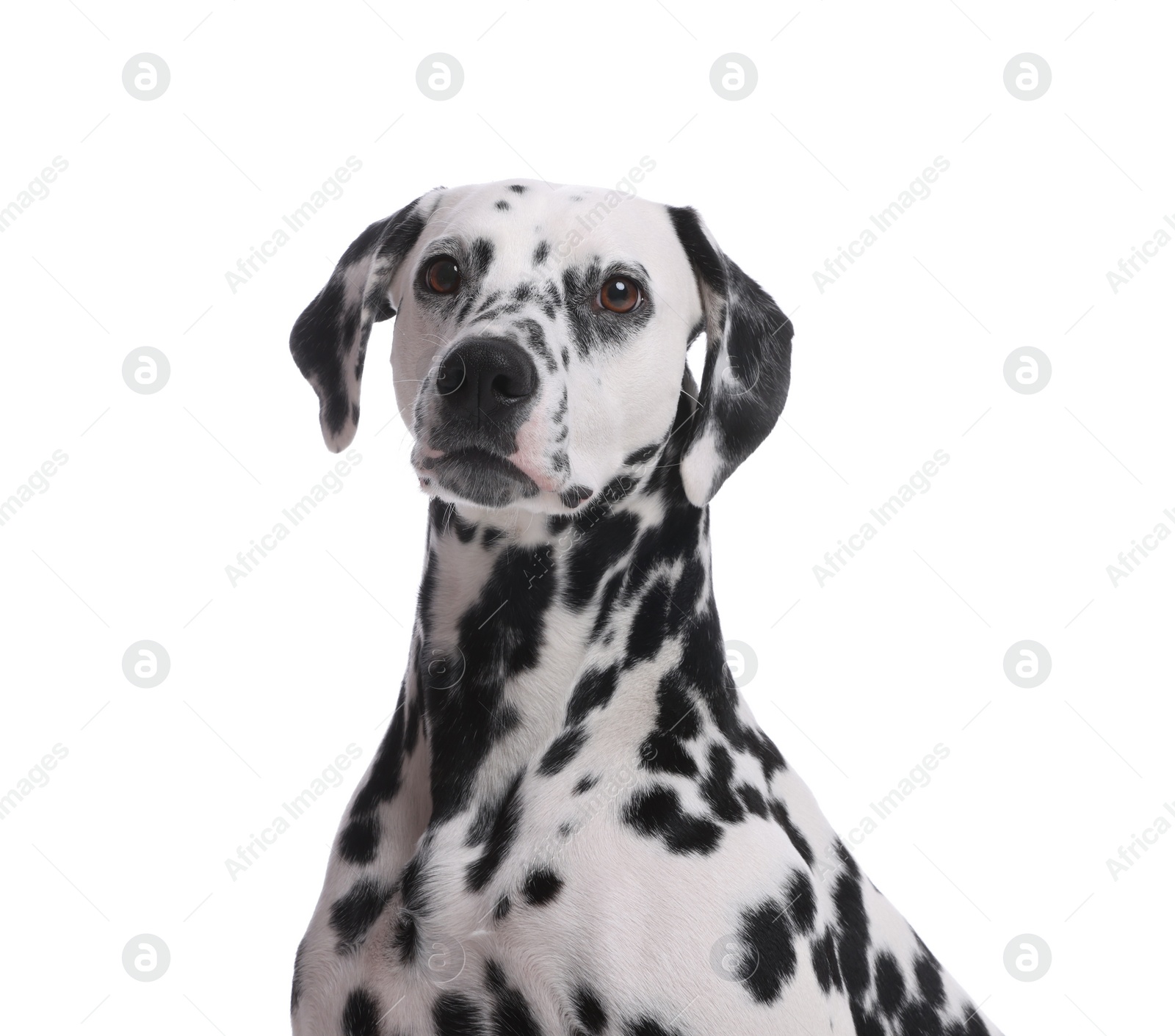 Photo of Adorable Dalmatian dog on white background. Lovely pet