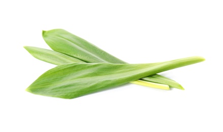 Leaves of wild garlic or ramson isolated on white