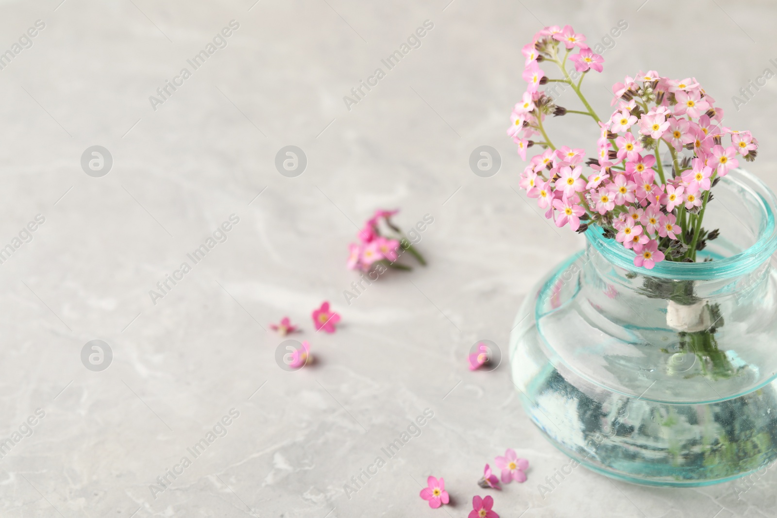 Photo of Beautiful Forget-me-not flowers in vase on grey table. Space for text