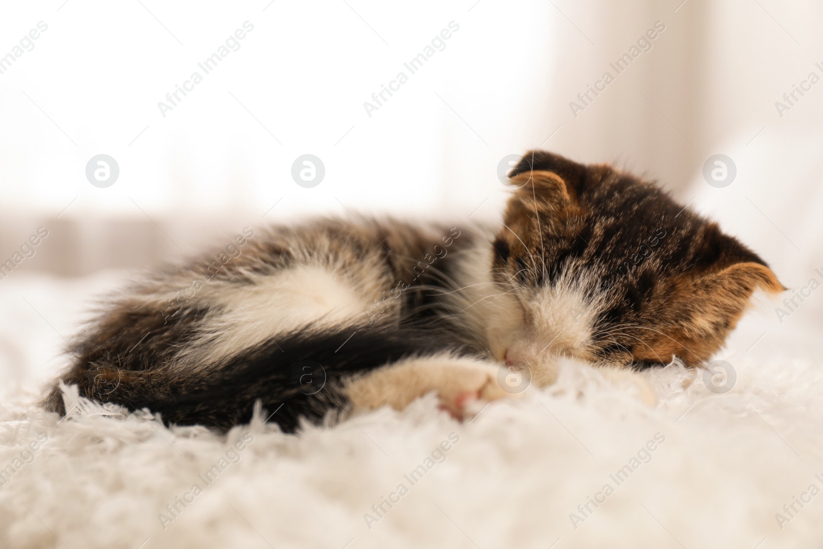 Photo of Adorable little kitten sleeping on white pillow indoors