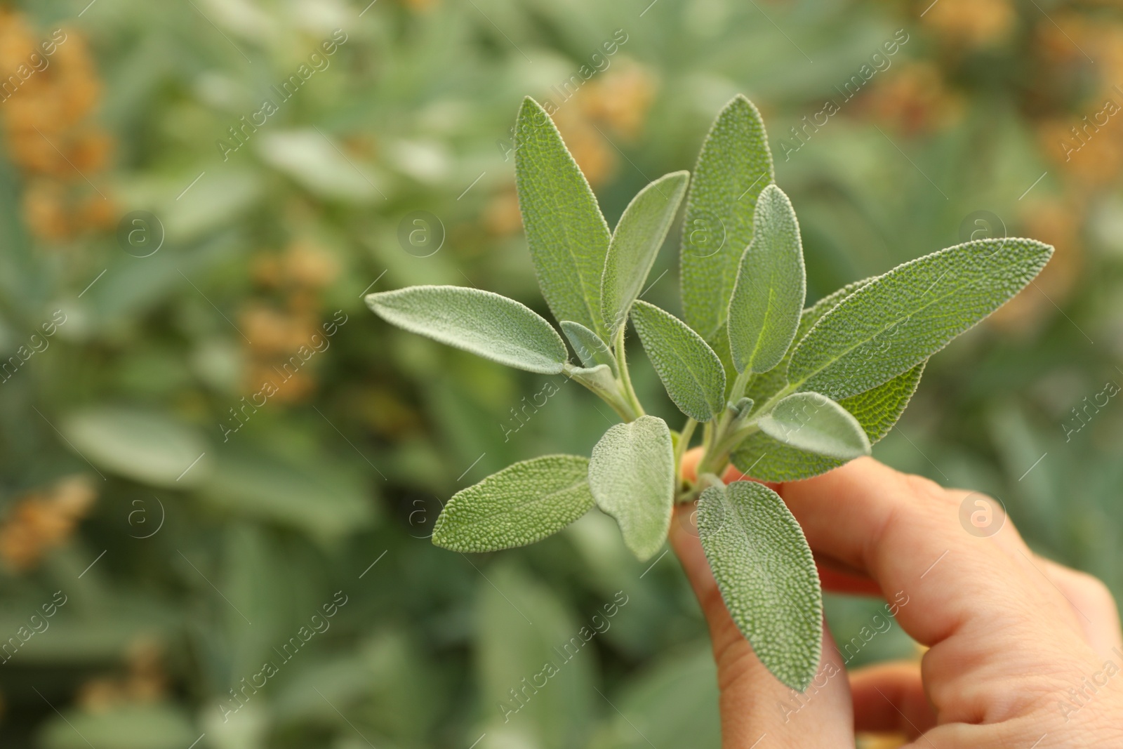 Photo of Woman holding beautiful sage plant outdoors, closeup. Space for text