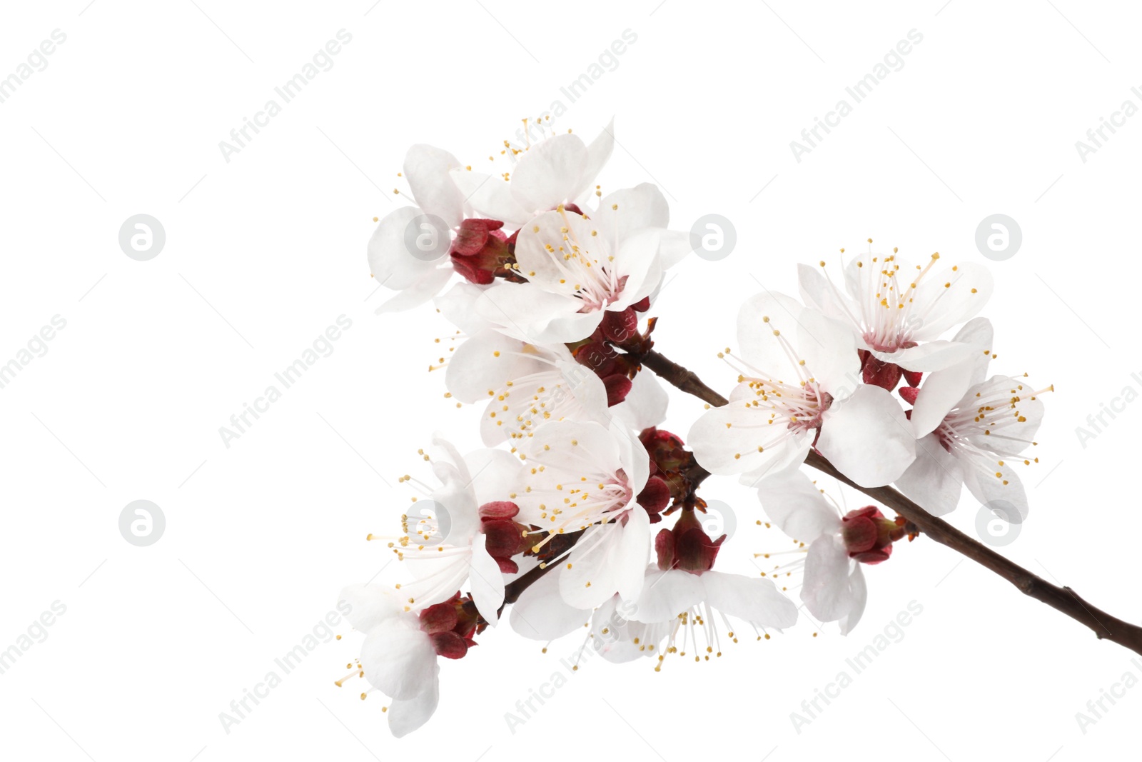 Photo of Branch with beautiful fresh spring flowers on white background