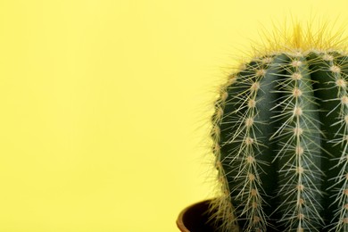 Beautiful green cactus on yellow background, closeup with space for text. Tropical plant