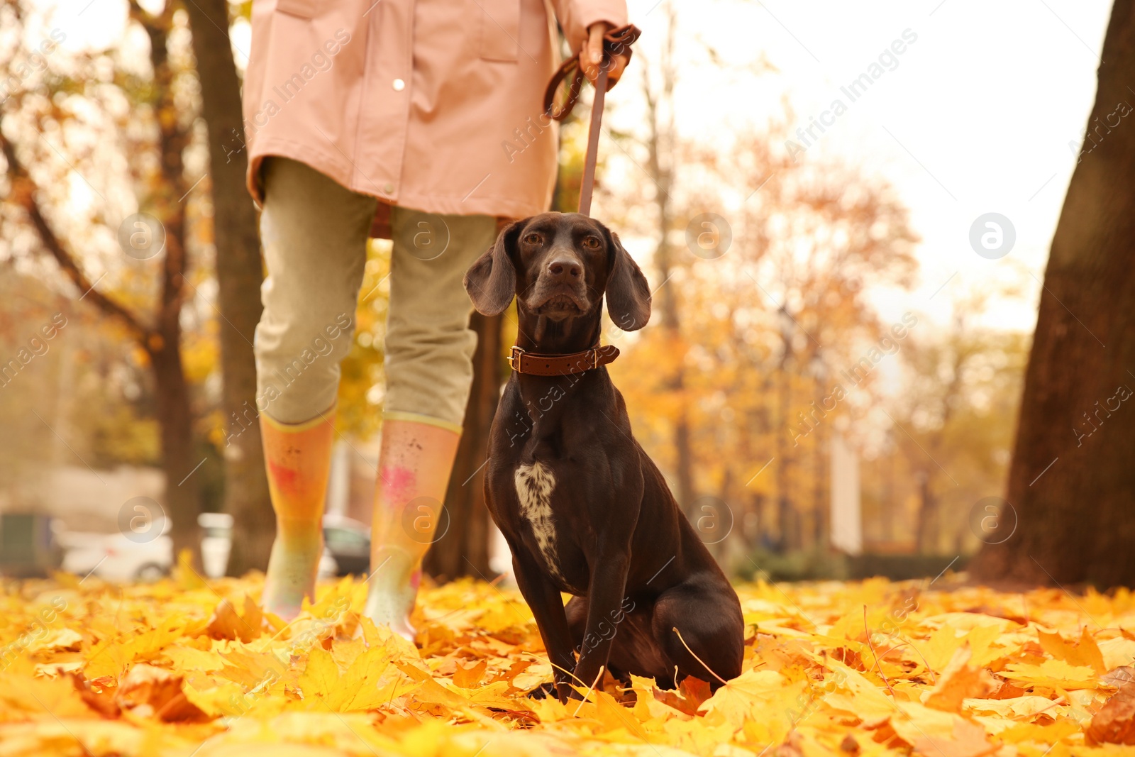 Photo of Woman with cute German Shorthaired Pointer in park on autumn day