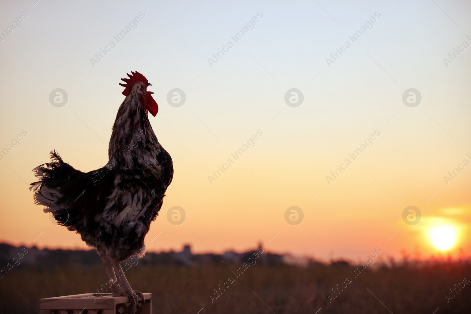 Photo of Big domestic rooster on wooden stand at sunrise, space for text. Morning time