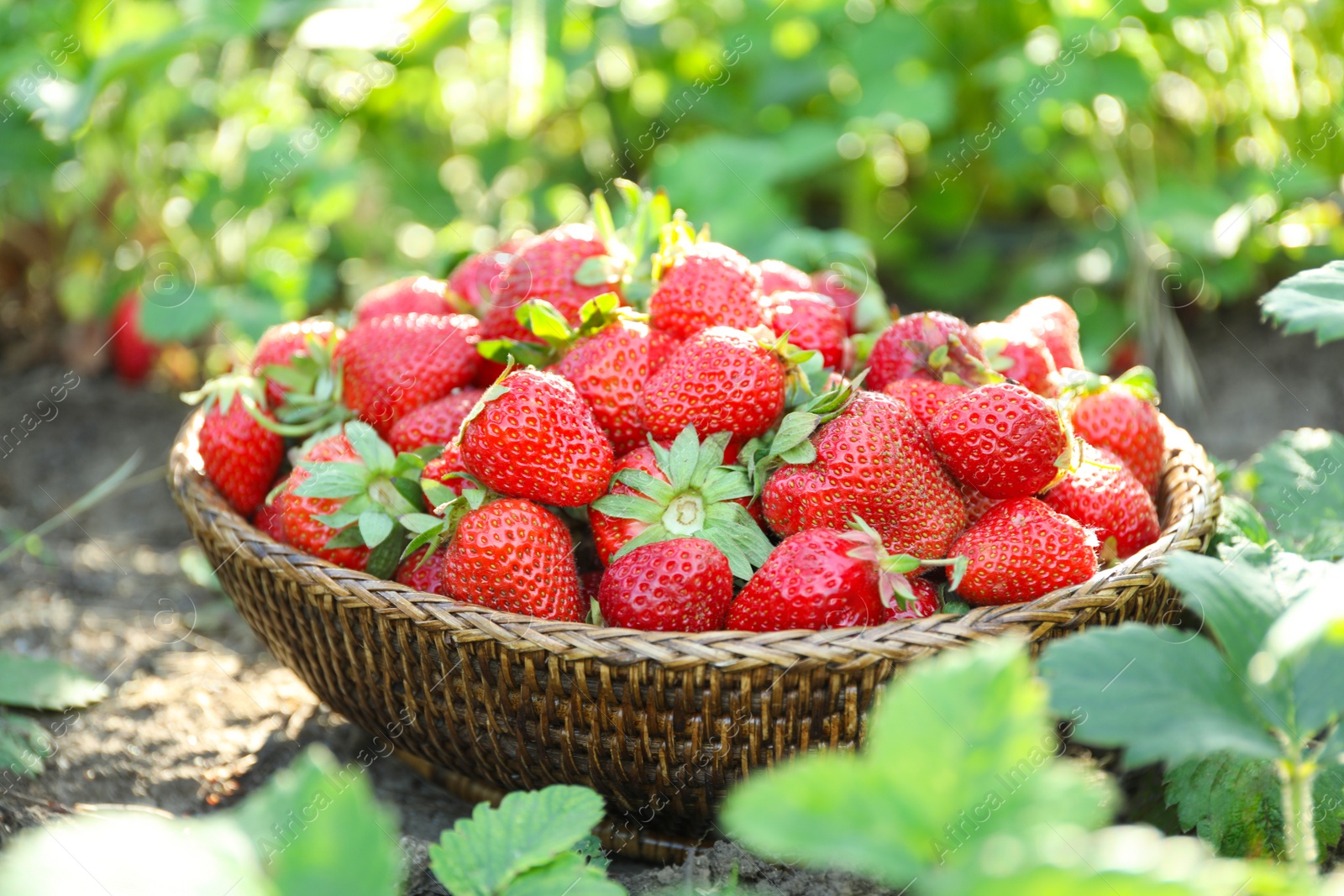 Photo of Delicious ripe strawberries in wicker basket outdoors, closeup