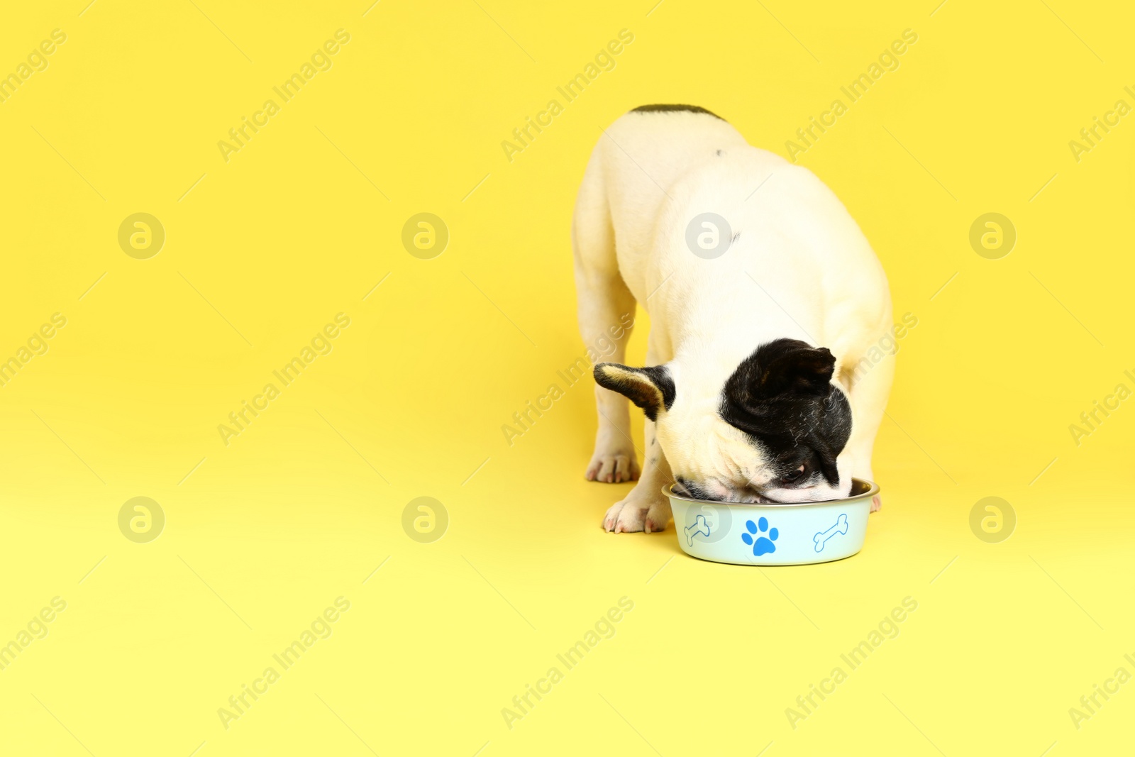 Photo of French bulldog eating food from bowl on yellow background. Space for text