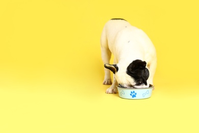 French bulldog eating food from bowl on yellow background. Space for text