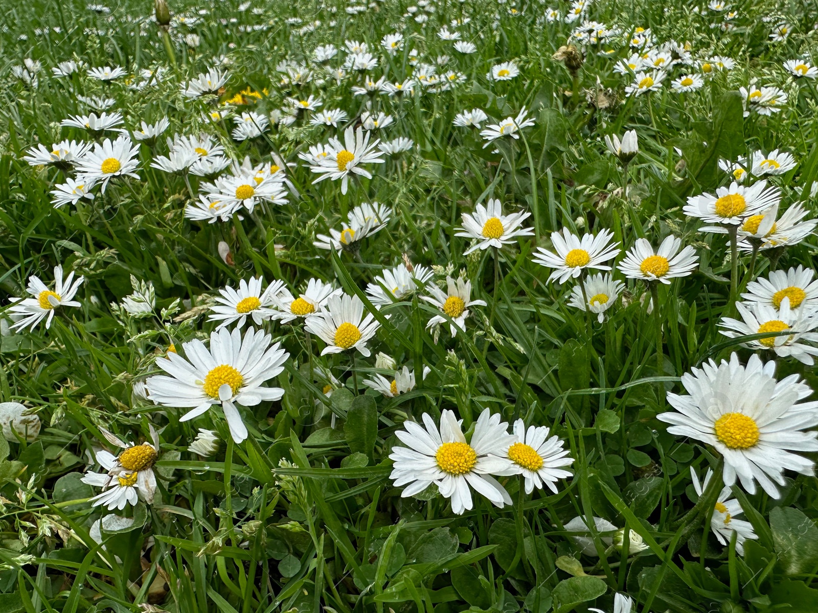 Photo of Beautiful flowers and green grass growing outdoors