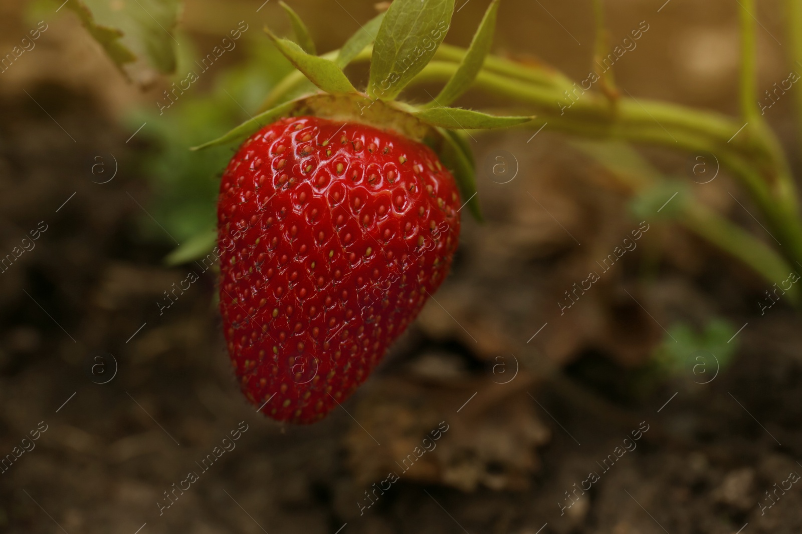 Photo of Strawberry plant with ripening berry growing in garden, closeup