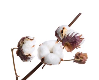 Photo of Dried cotton branch with fluffy flowers isolated on white