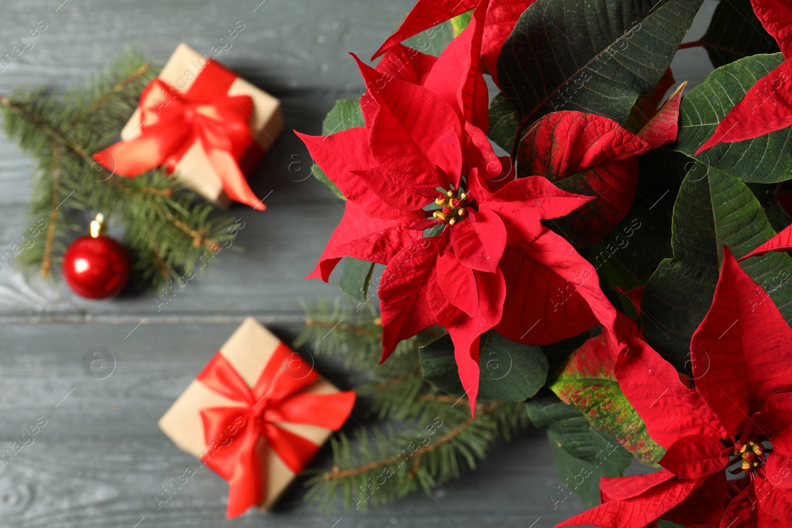 Photo of Poinsettia (traditional Christmas flower) with gift boxes on wooden table, top view