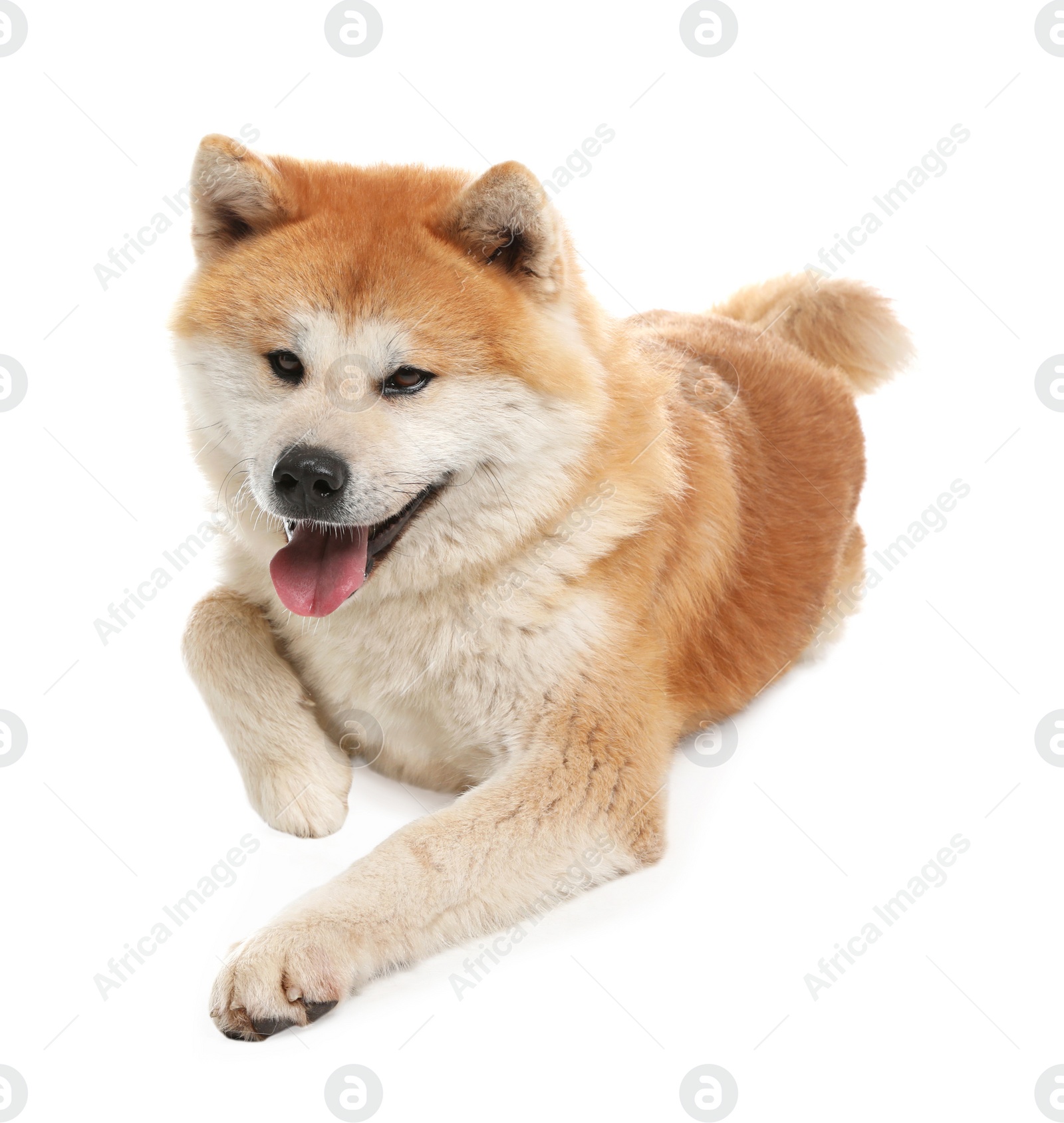 Photo of Cute Akita Inu dog isolated on white