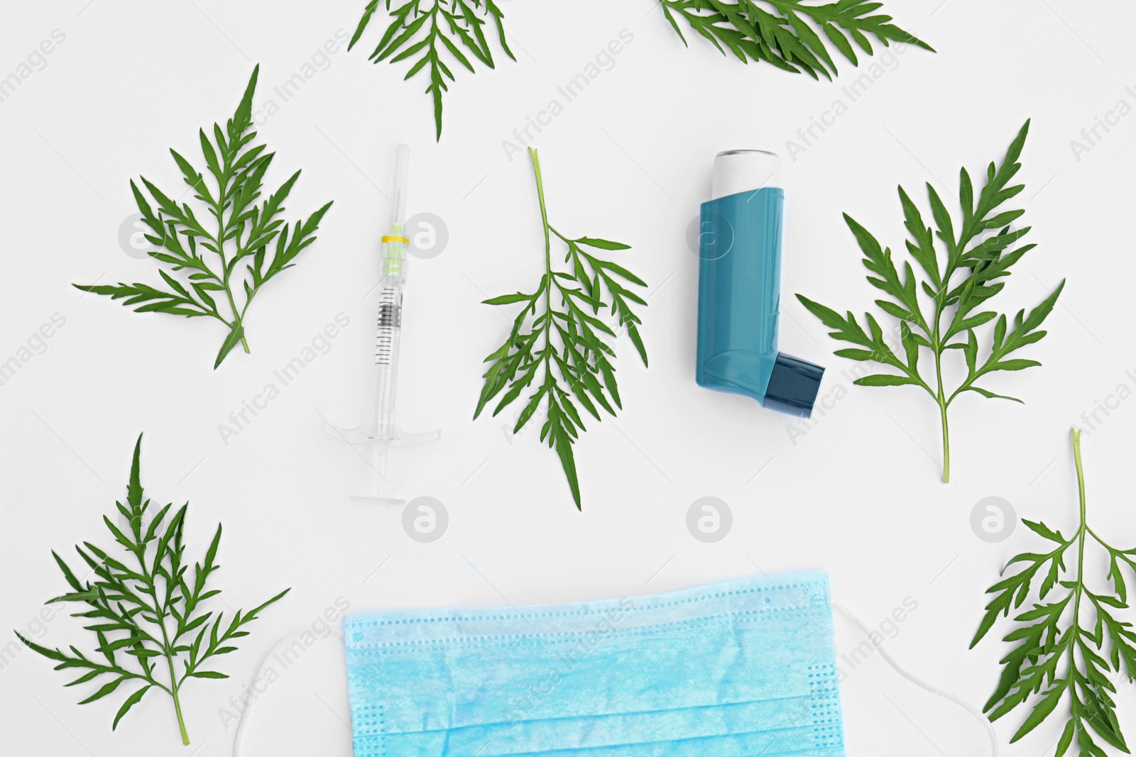 Photo of Composition with ragweed plant (Ambrosia genus) on white background, top view. Seasonal allergy