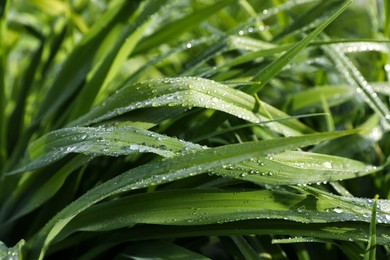 Photo of Green grass with water drops as background, closeup
