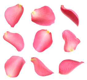 Fresh pink rose petals on white background