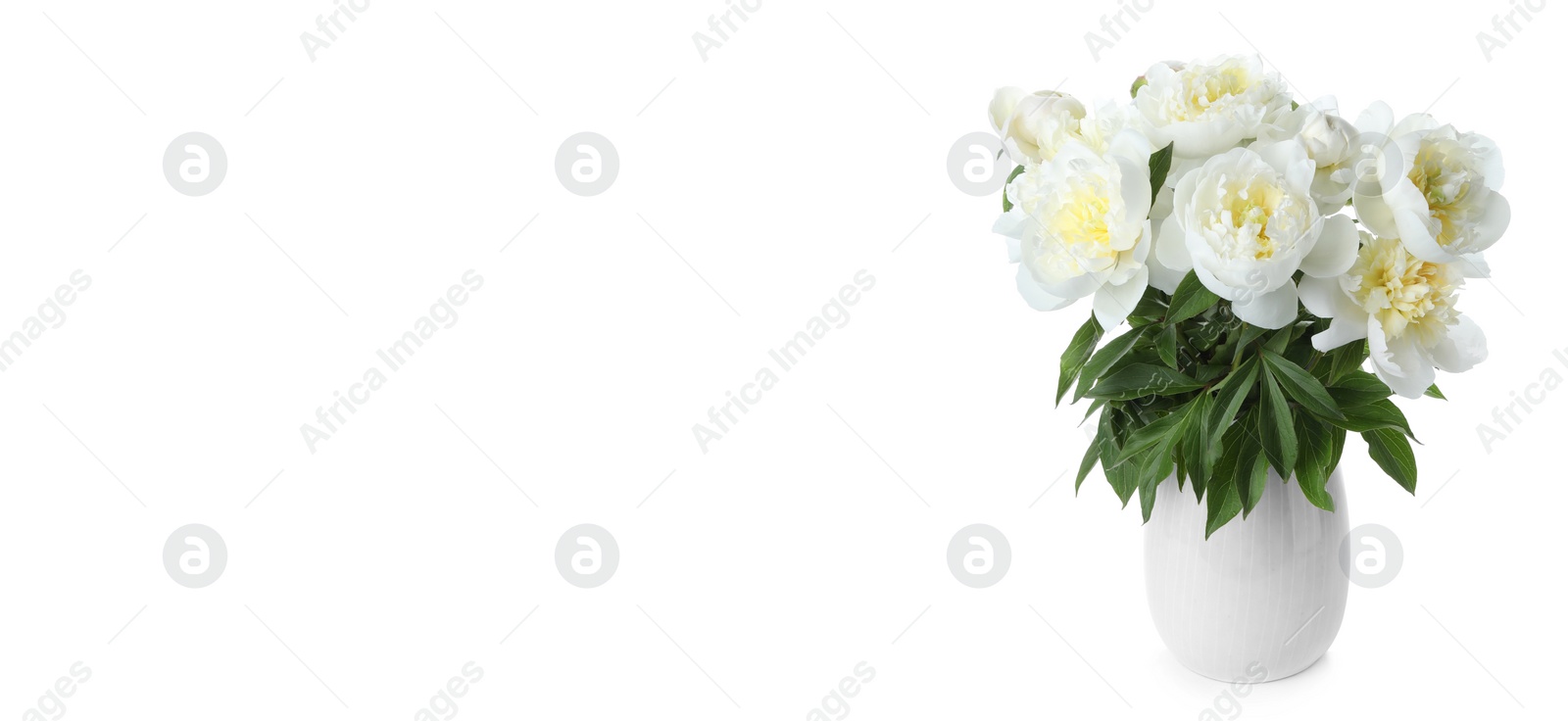 Image of Stylish vase with beautiful peony flowers on white background. Banner design