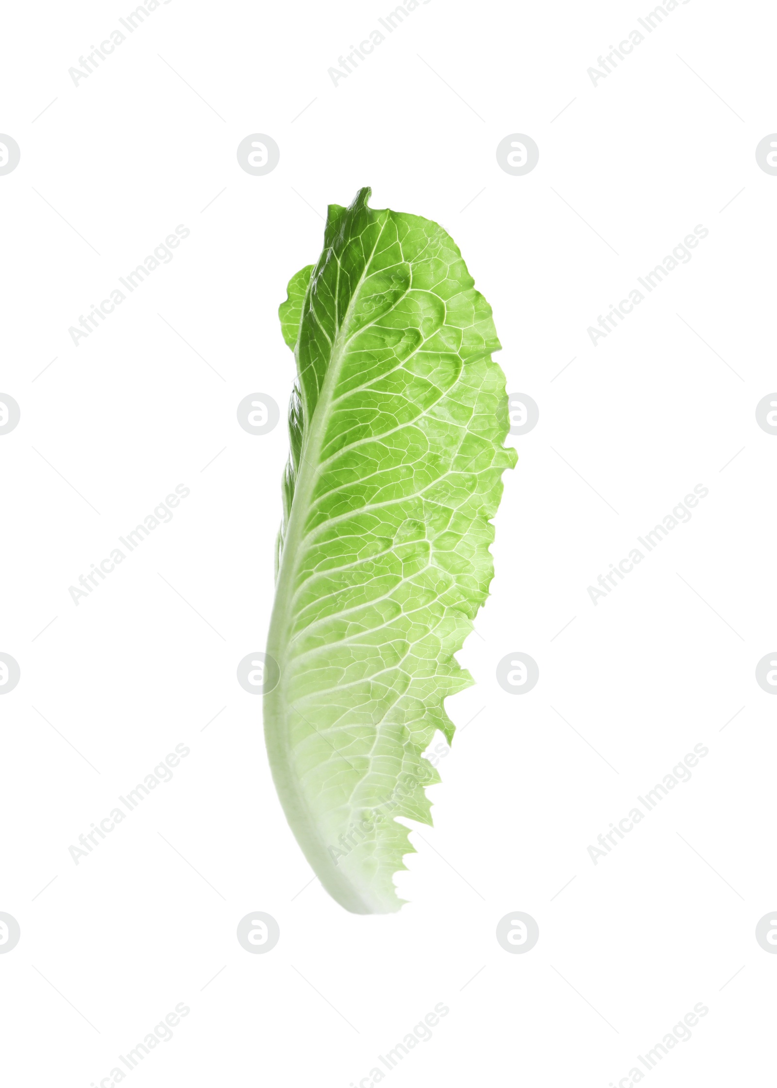 Photo of Fresh leaf of green romaine lettuce isolated on white