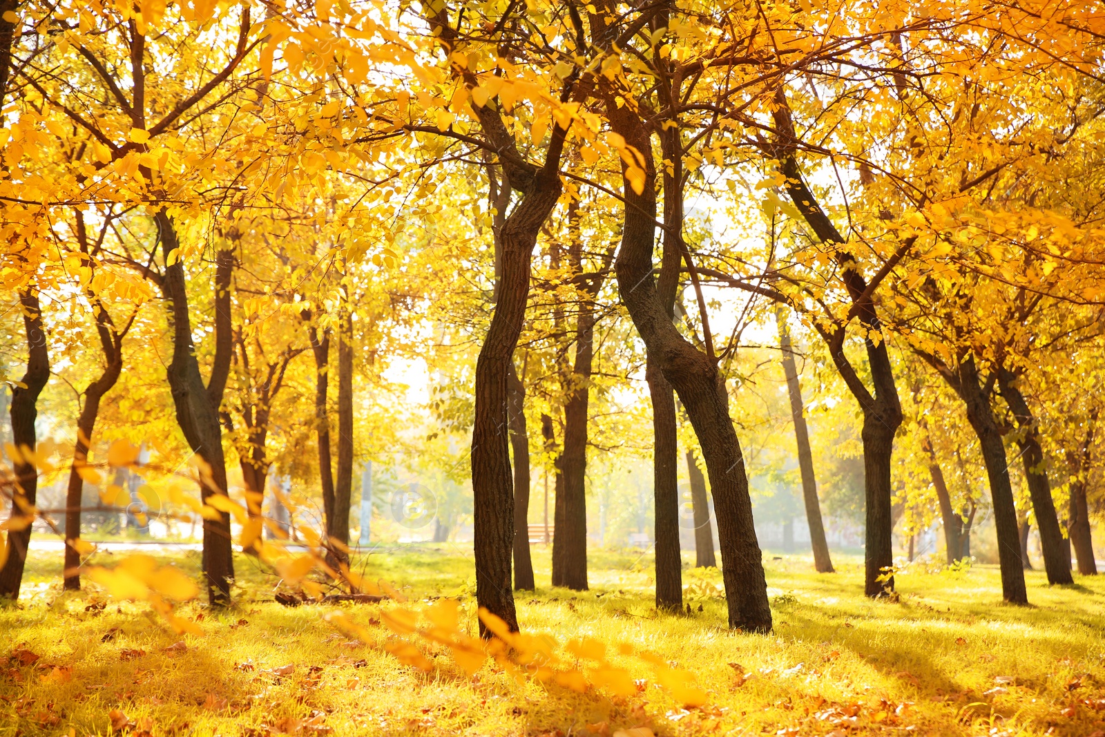 Photo of Beautiful autumn landscape with trees and dry leaves on ground