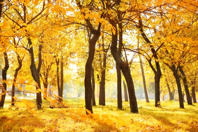 Photo of Beautiful autumn landscape with trees and dry leaves on ground