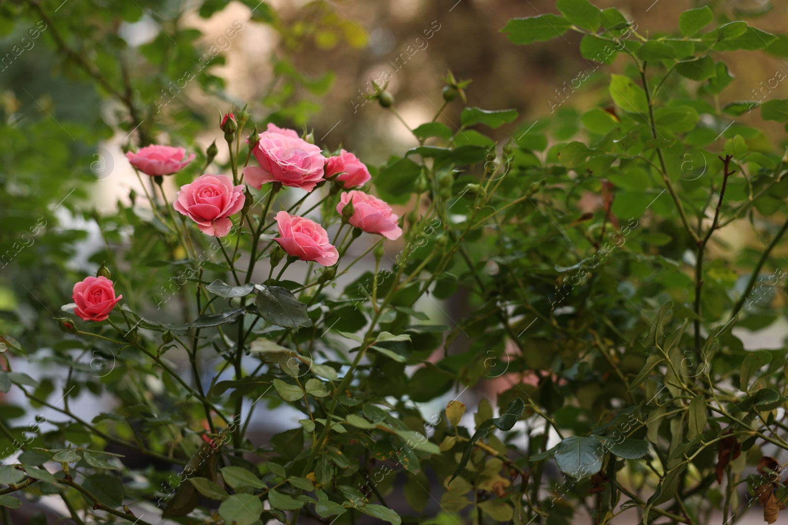 Photo of Bush with beautiful pink roses growing in garden