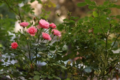 Photo of Bush with beautiful pink roses growing in garden