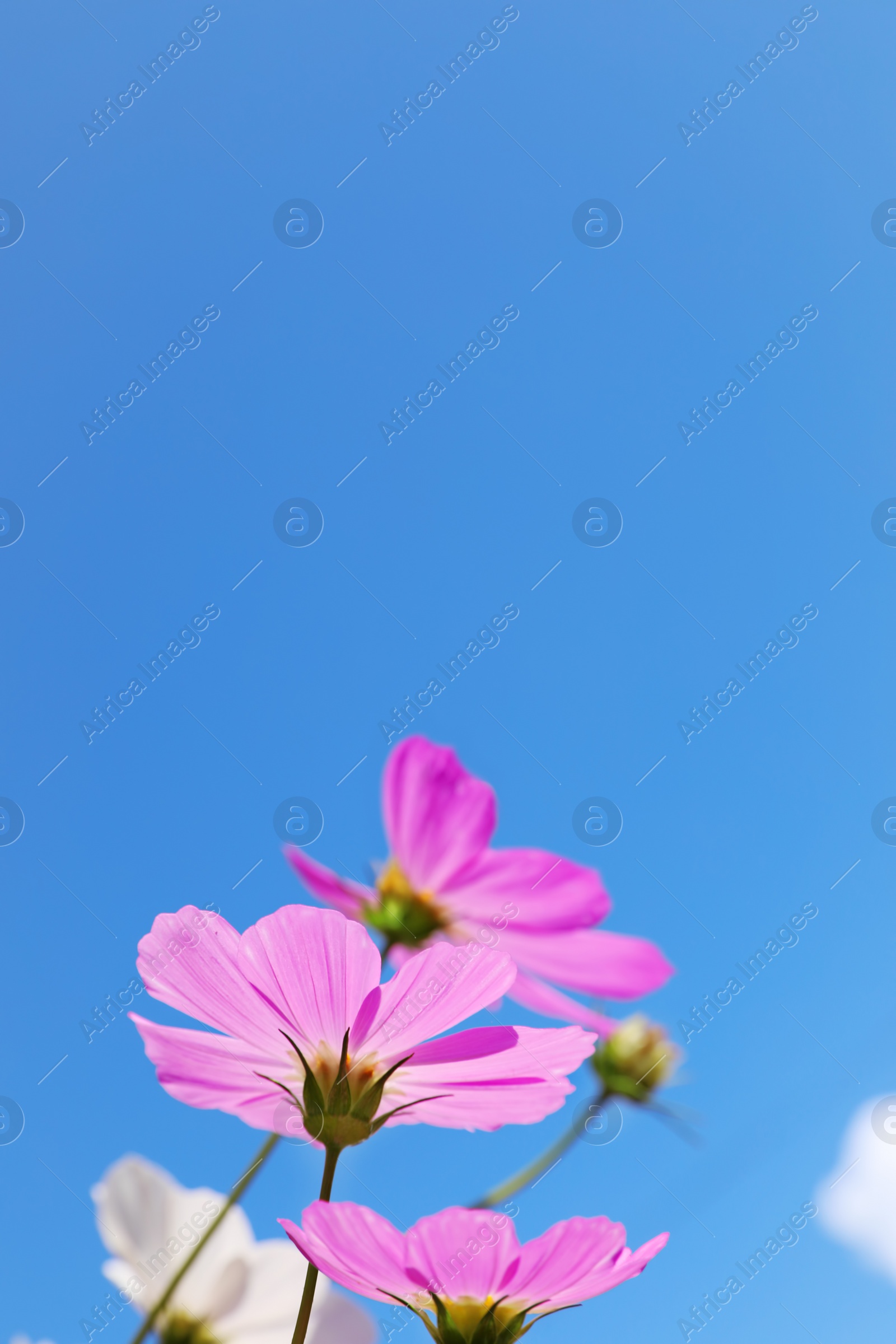 Photo of Beautiful cosmos flowers against blue sky. Meadow plant