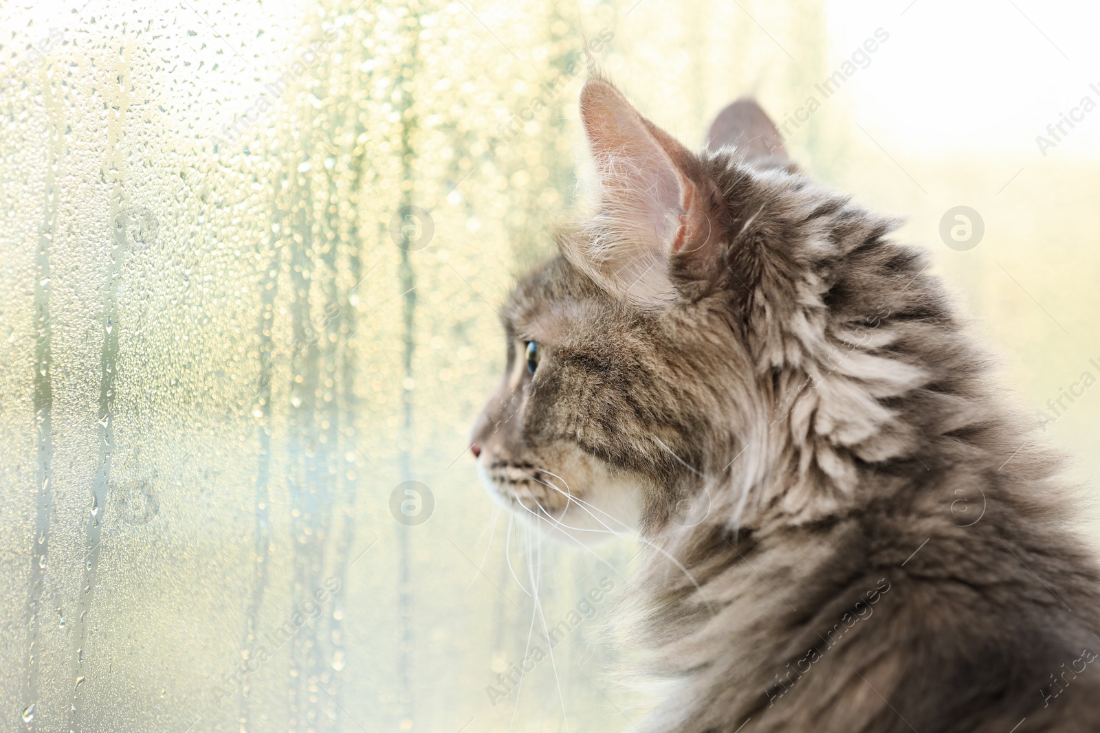 Photo of Adorable Maine Coon cat near window at home. Space for text