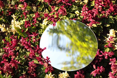 Round mirror among flowers reflecting tree and sky on sunny day. Space for text
