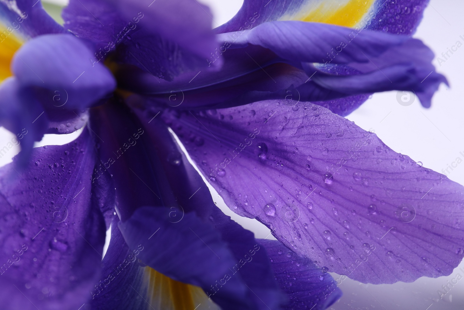 Photo of Beautiful violet iris flower with water drops on white background, closeup