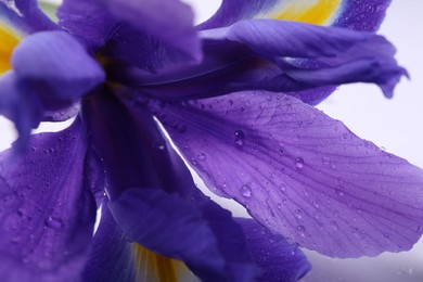 Photo of Beautiful violet iris flower with water drops on white background, closeup