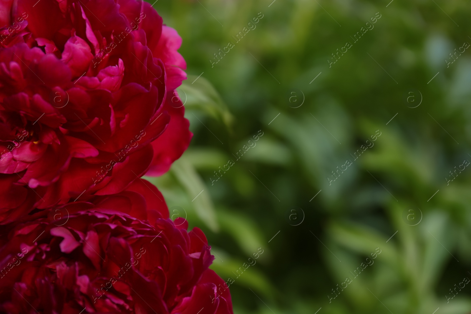 Photo of Beautiful blooming burgundy peonies outdoors, closeup. Space for text