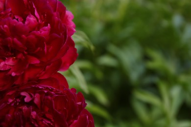 Beautiful blooming burgundy peonies outdoors, closeup. Space for text