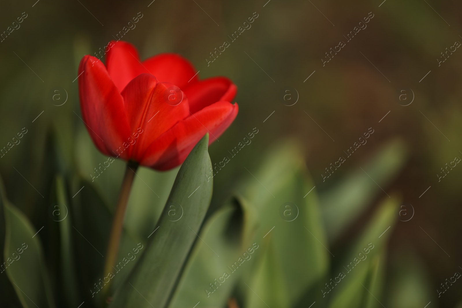 Photo of Beautiful blooming tulip outdoors on spring day, closeup