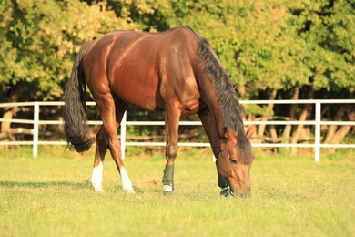 Beautiful chestnut horse grazing on green pasture