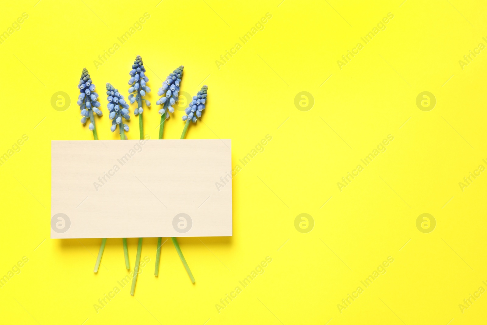 Photo of Flat lay composition with empty card and spring muscari flowers on color background. Space for text