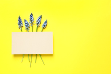 Photo of Flat lay composition with empty card and spring muscari flowers on color background. Space for text