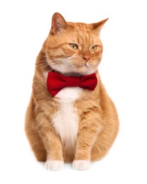 Photo of Cute cat with red bow tie isolated on white