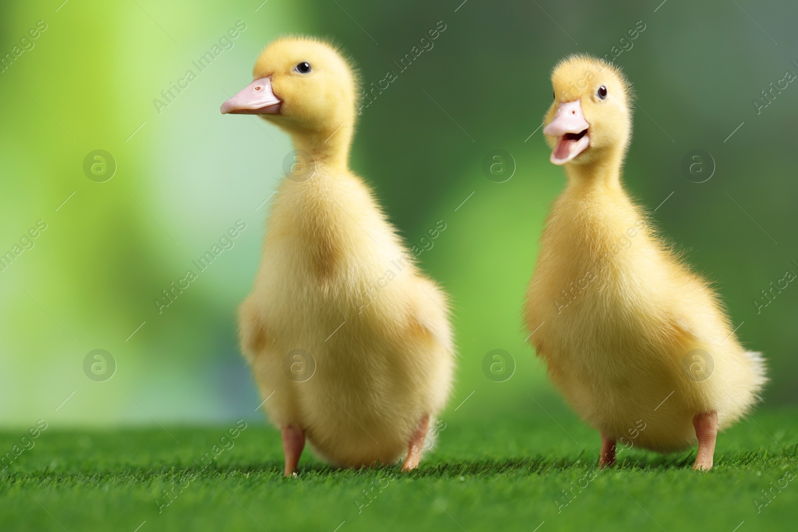 Photo of Cute fluffy ducklings on artificial grass against blurred background, closeup. Baby animals