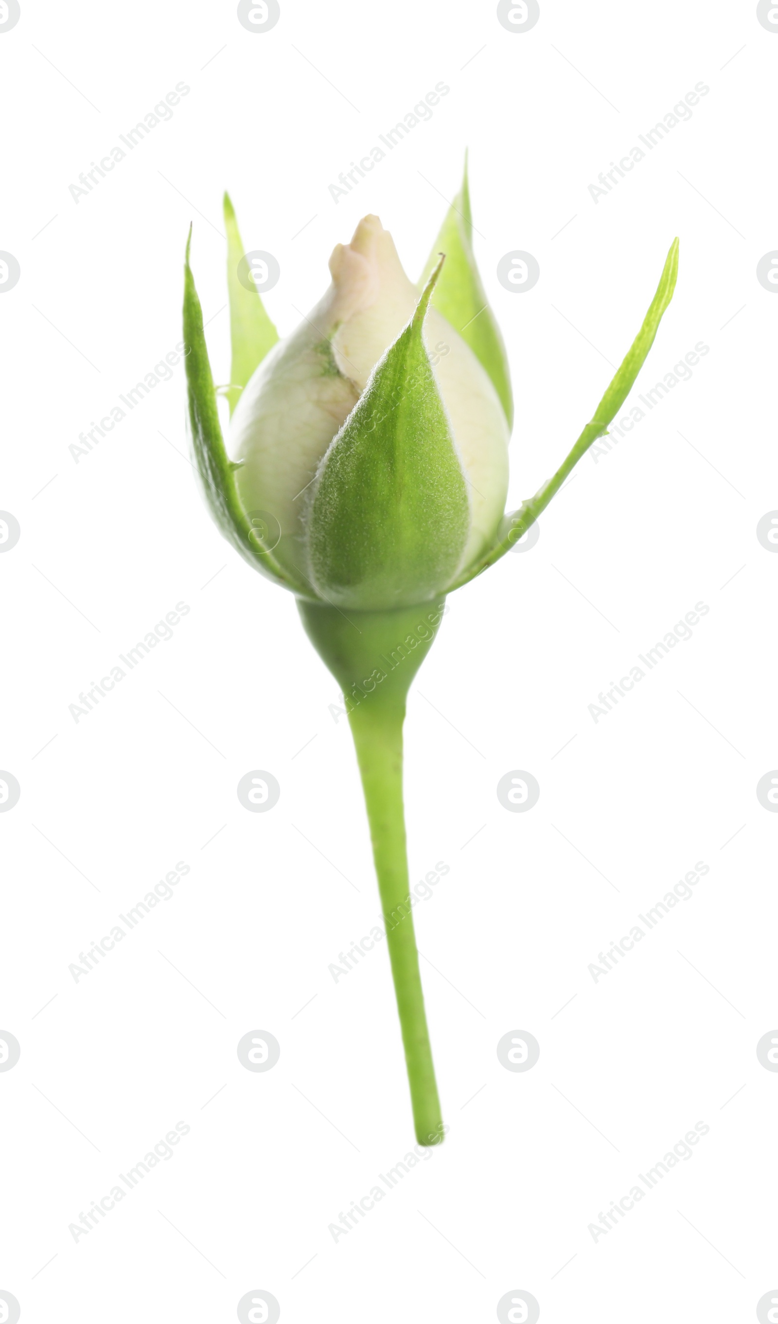 Photo of One beautiful rose bud isolated on white