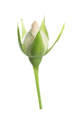 Photo of One beautiful rose bud isolated on white