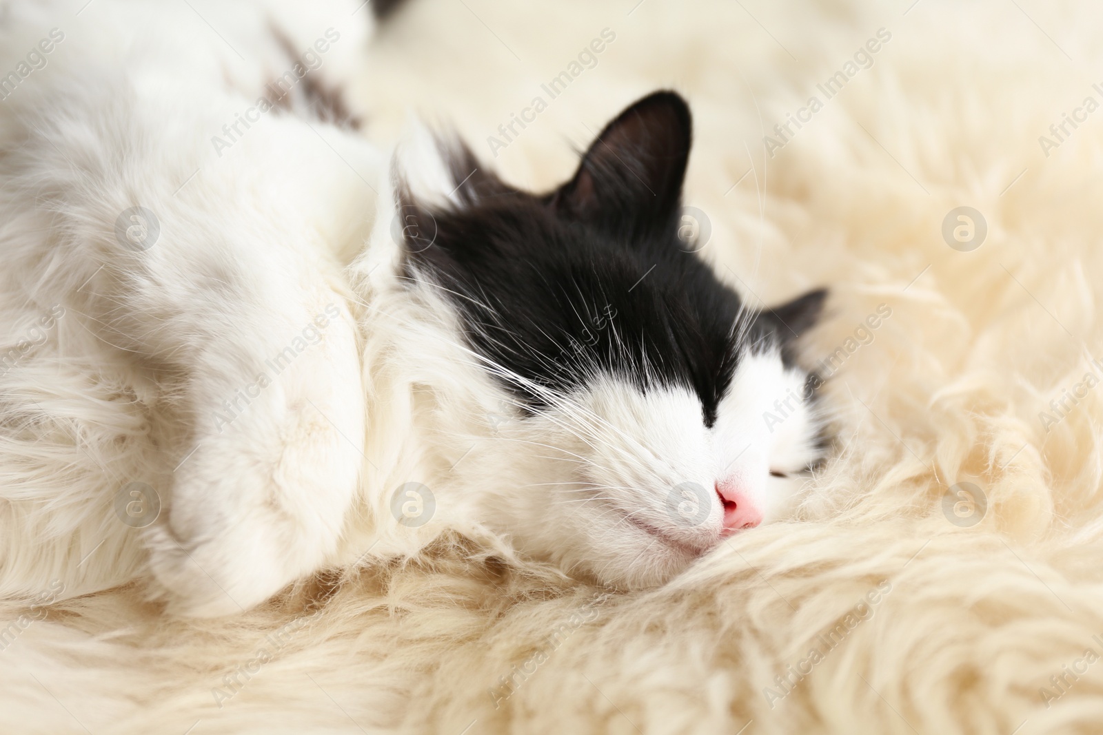 Photo of Cute cat relaxing on faux fur. Lovely pet