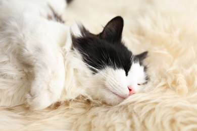 Cute cat relaxing on faux fur. Lovely pet
