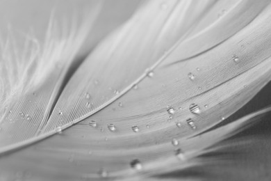 Photo of Fluffy white feather with water drops on light background, closeup