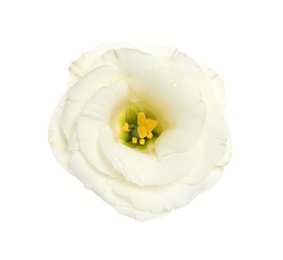 Photo of Beautiful fresh Eustoma flower isolated on white