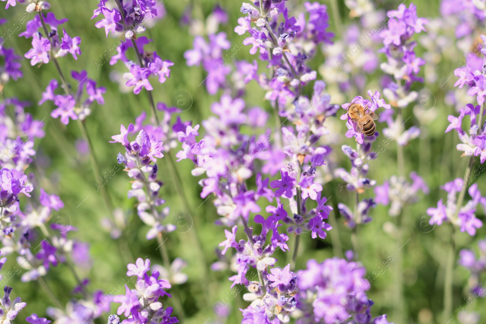 Photo of Beautiful lavender flowers growing in field, closeup