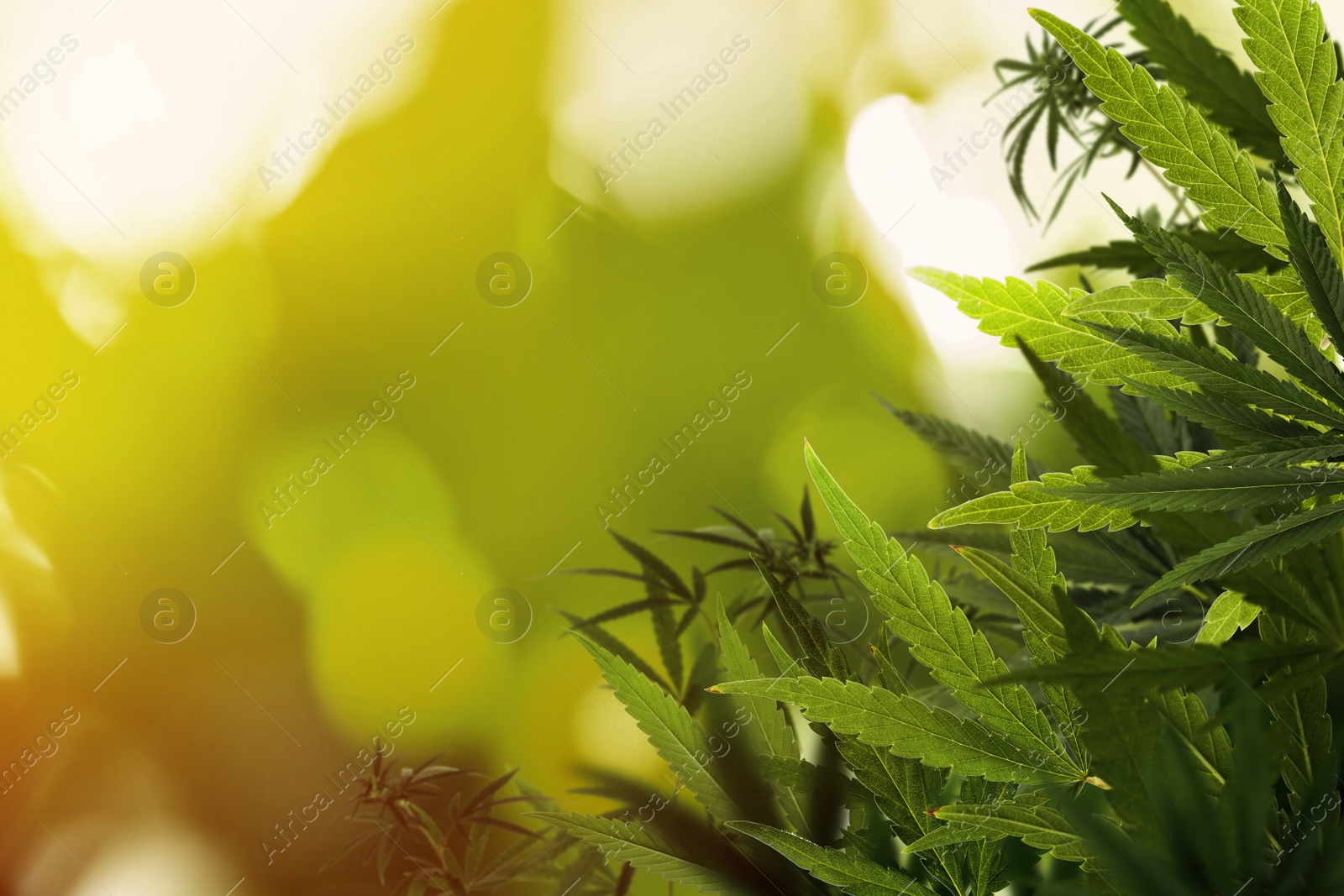 Image of Green hemp leaves on blurred background, closeup. Space for text