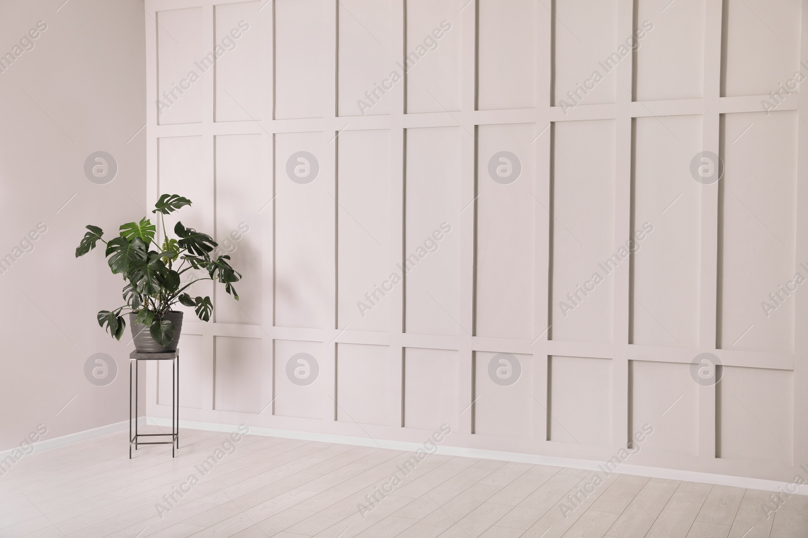 Photo of Green plant on stand near empty molding wall indoors, space for text