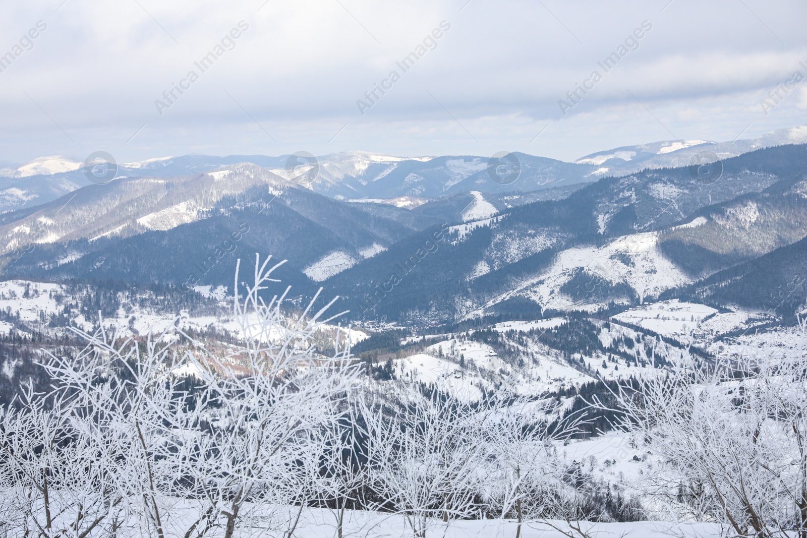 Photo of Beautiful view of plants covered with hoarfrost and snowy mountains on winter morning