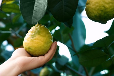 Photo of Woman picking ripe lemon from branch outdoors, closeup